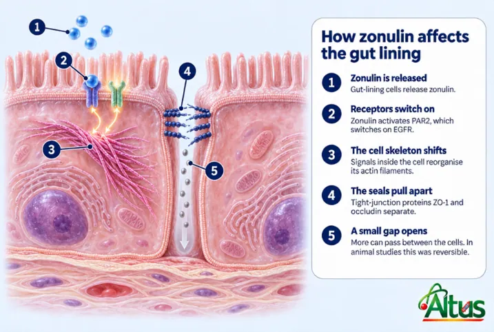 Illustration of how zonulin acts on the gut lining: zonulin binds receptors on a gut cell, signals reshape the cell skeleton, tight-junction proteins separate and a small gap opens between cells
